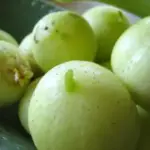 Cucumber 'Lemon Cucumber'-0