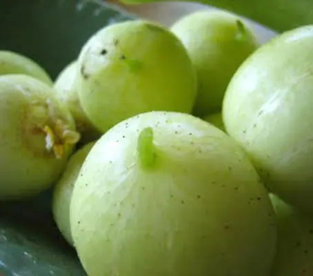 Cucumber 'Lemon Cucumber'-0