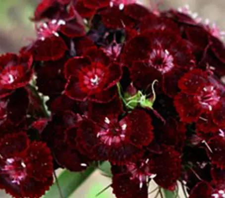 Dianthus Barbatus Nigrescens, simply referred to as ‘Sooty’ makes a stunning cut flower and border plant.
