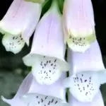 Digitalis purpurea heywoodii 'Silver Fox' is an elegant and rare foxglove that is ideal for borders or containers.