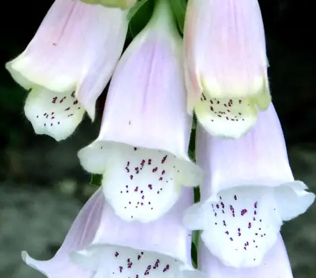 Digitalis purpurea heywoodii 'Silver Fox' is an elegant and rare foxglove that is ideal for borders or containers.