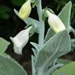 An elegant Foxglove with rare silver foliage and stems of lavender-pink flowers with a speckled throat.