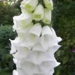 One of the most elegant dwarf Foxgloves, Digitalis 'Snow Thimble' is easy to place in the garden border