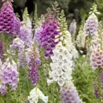 Digitalis purpurea 'Gloxiniaeflora' is an outstanding and unusual strain of Foxglove.