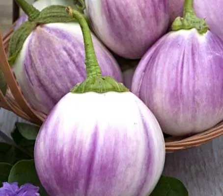 Aubergine 'Rosa Bianca' is a gorgeous variety with a delicate, mild flavour, creamy consistency.