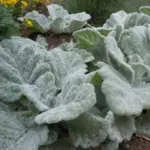 Salvia argentea is prized for its spectacular, large, furry silver-grey leaves.