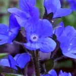 Anchusa italica 'Dropmore' spikes of rich gentian blue, giant forget-me-not type flowers