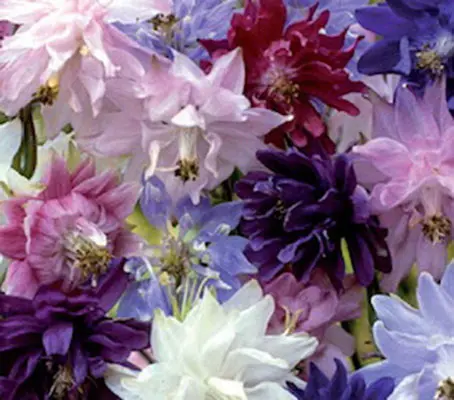 Aquilegia var. stellata 'Barlow Mix' is the first Aquilegia series with fully double, spurless flowers.