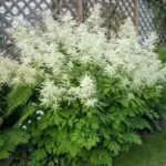 Aruncus dioicus, Goat's Beard-0