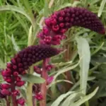Lysimachia atropurpurea ‘Beaujolais’ feature beautiful flower spikes of deep claret.
