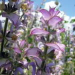 A truly architectural plant with branched stems, each stem is topped with a profusion of pale blue blossoms and large pinkish white bracts,