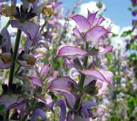 A truly architectural plant with branched stems, each stem is topped with a profusion of pale blue blossoms and large pinkish white bracts,