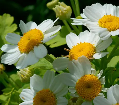 Feverfew a garden favourite. White petals with yellow centres accent the green serrated leaves of this plant.