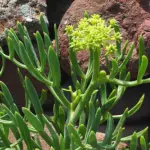 Somewhere between asparagus and seaweed in flavour, Rock Samphire has the thrill of a mermaid’s kiss.