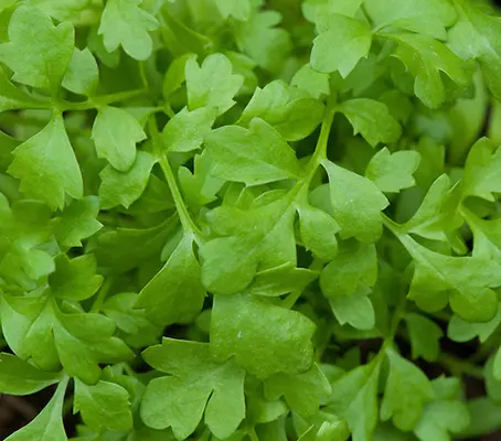 Greek Cress has a more pronounced, sweet nutty flavour with a slightly spicy kick and lingering peppery taste.