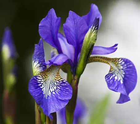 Flowering from May through to July, each stalk produces up to five violet-blue flowers with ruffled petals and bold purple veining.