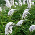 In late summer Lysimachia clethroides ‘Lady Jane’ produces spires of white blossoms right above the foliage.