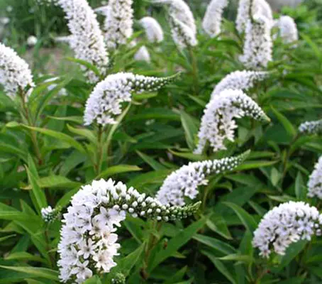 In late summer Lysimachia clethroides ‘Lady Jane’ produces spires of white blossoms right above the foliage.