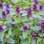 This semi evergreen, hardy perennial is easy to establish and forms dense lush green mats.