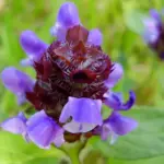 Prunella vulgaris is an interesting and quite beautiful little wildflower plant.