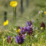 If you’re looking for something to add to a meadow garden, then this is the plant for you.