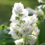 Salvia sclarea var. turkestanica 'Vatican White' is a nobly architectural sage.