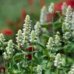 Agastache 'Liquorice White' has tall spikes of white lipped flowers