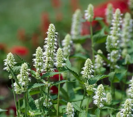 Agastache 'Liquorice White' has tall spikes of white lipped flowers