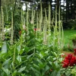 Veronicastrum is an excellent genus, full of hardy, trouble-free plants that suit moist, fertile soil in full sun or partial shade.