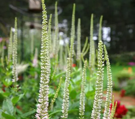 To add to its hardworking attributes, Veronicastrum virginicum is one of the most fashionable plants around.