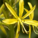 The sweetly scented flowers are edible, very decorative and a tasty addition to the salad bowl.