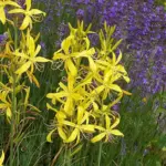 In early summer leafy stems arise that bear dense, unbranched cylindrical spikes of gorgeous yellow, star-shaped flowers.
