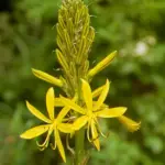 Asphodeline lutea is an easy to grow perennial that has great architectural form.