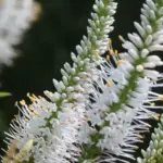 Branching spires of tubular flowers appear from July to September above whorls of attractive deep-green leaves.