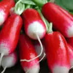 French Breakfast 3 is a solid, sweet, cylindrical shape that sports crimson shoulders and a white tip.