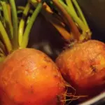 These golden beauties are an absolute delight, with a slightly honeyed taste they are sweeter than red beetroots.