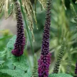 Long, kitten-like tails hold many tight jade green buds that open to form plush spikes of lavish purple-red shades.