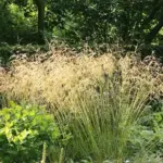 They look beautiful when backlit by the sun or planted with a dark or solid background, where its delicate, hazy quality is put to best effect