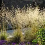 Deschampsia cespitosa is a lovely variety of ornamental grass especially valued for it’s tall flower plumes.