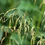 The seed heads emerge from dark green stems in an explosion of blooms, eventually changing to bronze.