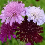 Strong stalks of pin cushion flowers in shades of pink, cherry red, mauve and purple.