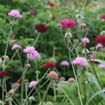 Knautia macedonica has been hugely fashionable for years and is likely to remain so for many more.