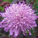 The plants will flower from May to July and right on to the last frost if deadheaded.