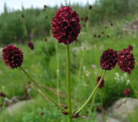 Sanguisorba officinalis is a an old-world herb that is currently enjoying a resurgence in popularity.