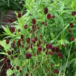 The leaves of greater burnet have a flavour akin to that of cucumber and, hence, are very popular as an ingredient in salads.