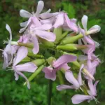 They give off a pleasant and intriguing spicy clove-like scent, seducing night moths which visit the flowers after dusk.