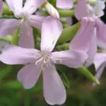 Soapwort flowers appear in June to early September but the best time to admire their grace is July.