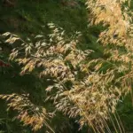 Stipa gigantea, the Golden Oat grass ranks among the finest of all garden plants.