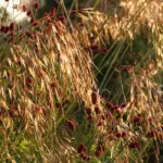 Perfect for natural style planting schemes, it looks right at home in a swaying sea of grasses.