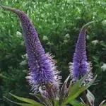 One of the most fashionable plants around, it is an icon of the prairie-style of planting which has marked the young millennium.
